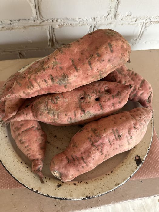 Сладкий батат. Овощь