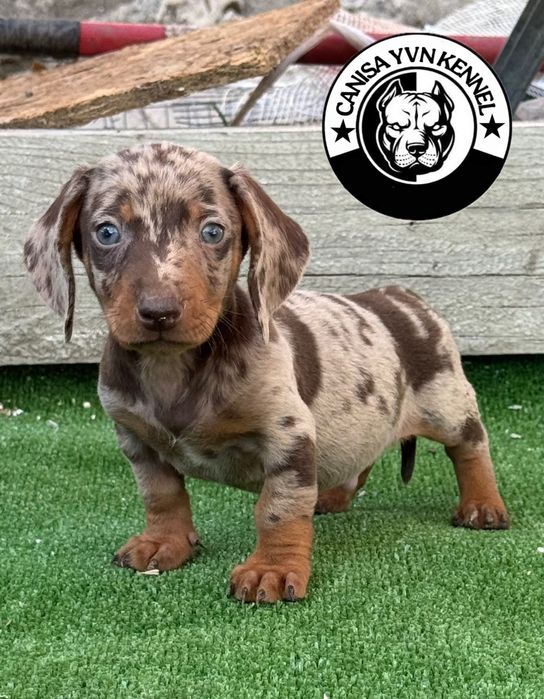 Mascul teckel miny cioco merle