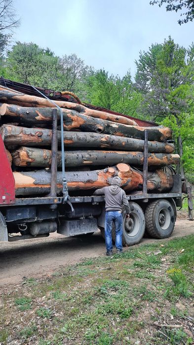 Lemn de foc esenta fag