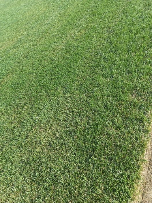 Gazon Rulou și sistem de irigare