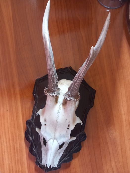 Panoplie decorațiuni casă