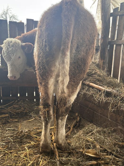 Vand mânzata charolaise si vitei baltiati