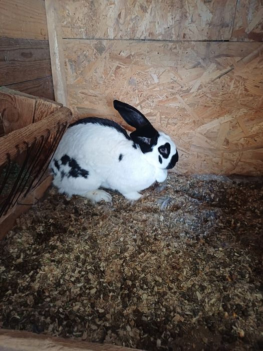 Vand femele urias pestri german