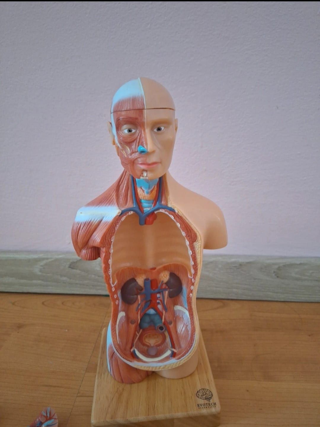 Model anatomie corpul uman