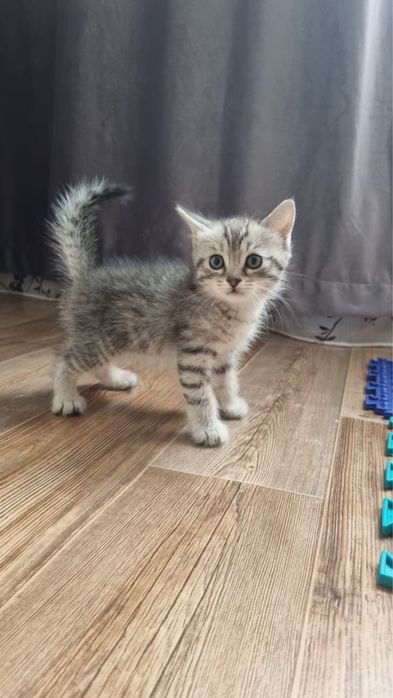 Продаются шотландские котята