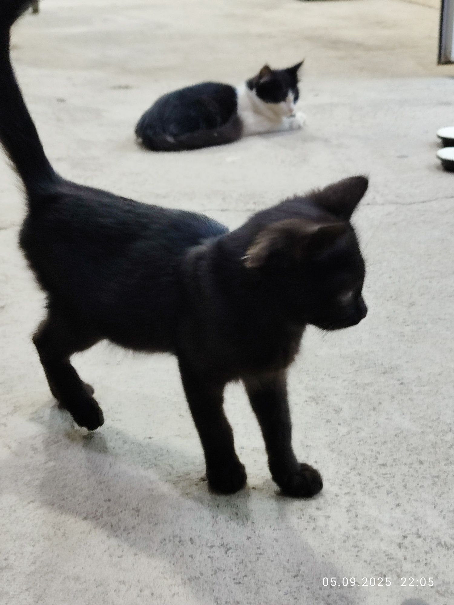 Котёнок Сирена ищет дом