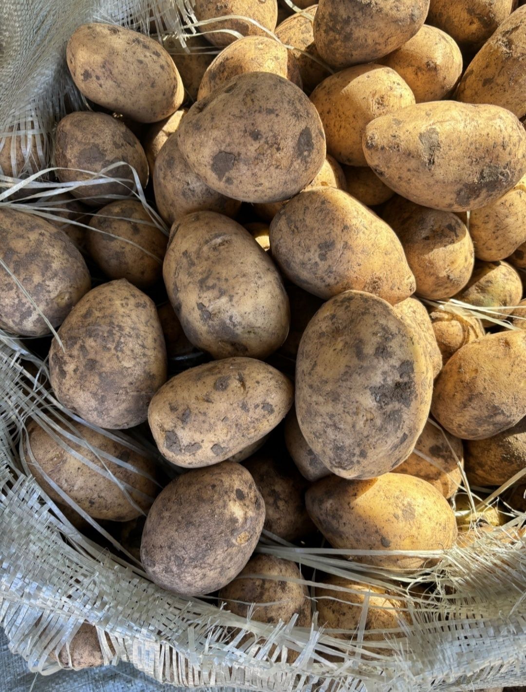 Продам Картофель от Кх без посредников.  Также ест полторашка и семено