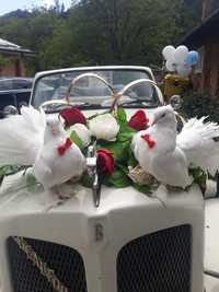 Porumbei  pentru nunti