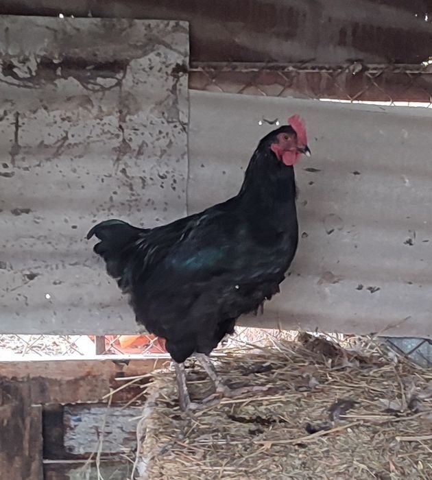 Продам петуха джерсии́скии́ гигант