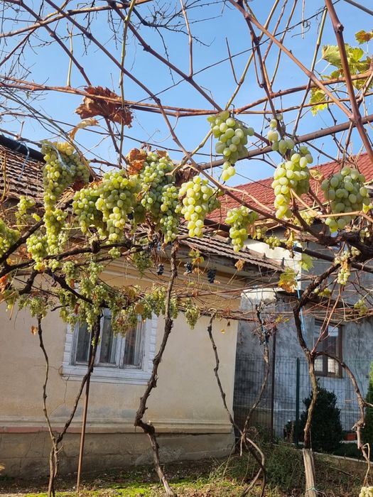 Casa + teren 6000mp, livada, vie - Sat Dumbraveni