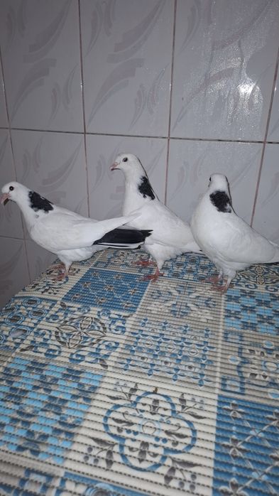 Голуби, көгершін