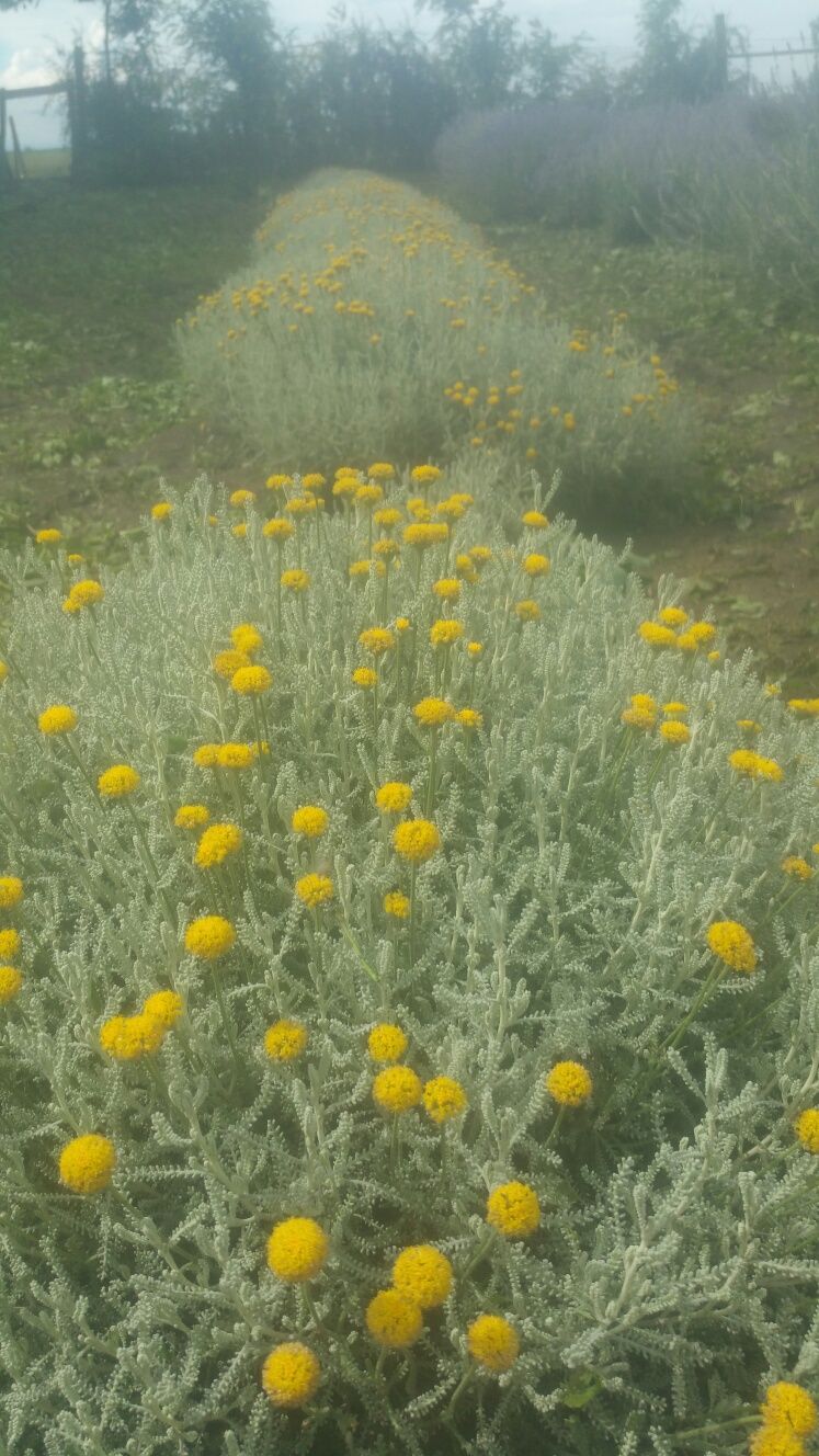 Santolina plante si butasi