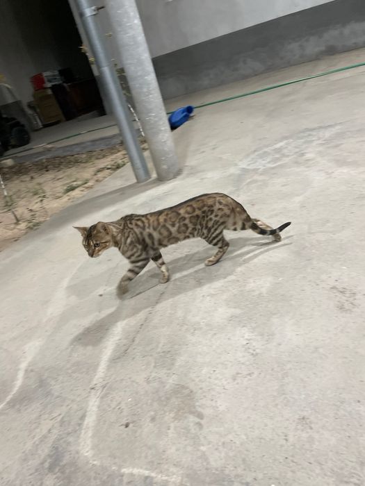 Bengal qiz tozza qon