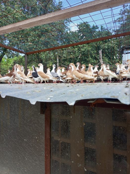 Porumbeii jucatorii galateni