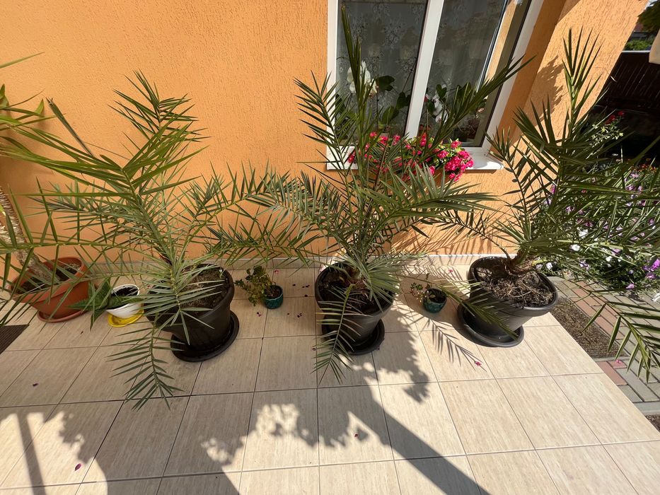 Vănd Palmieri 160 cm - ideal pentru terasă - grădina.