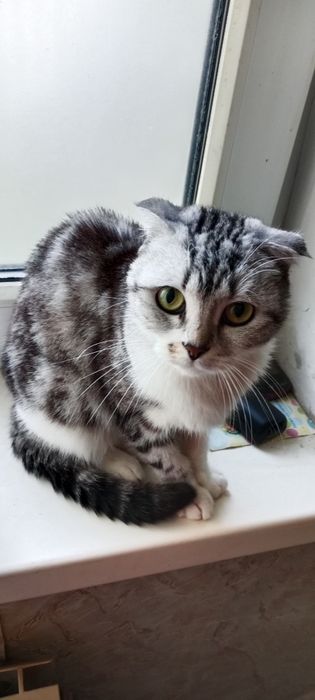 Отдам даром кошечку