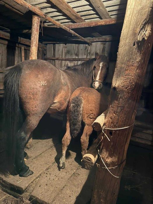 продам кобылу 5 лет с жеребенком 2 месяца