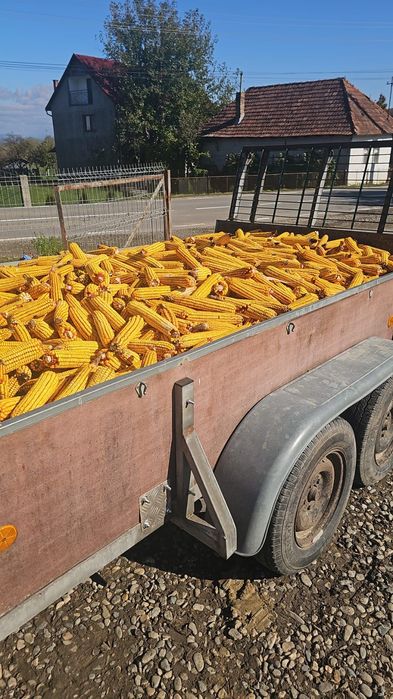 Vând porumb știulete