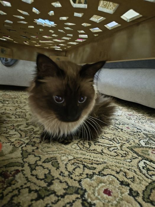 Домашний сиамские кот 1.5 годик