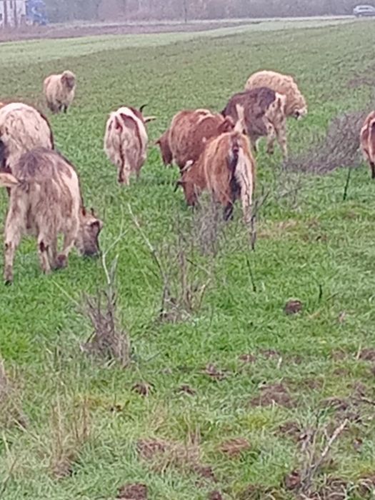 Vand 20 capre……..