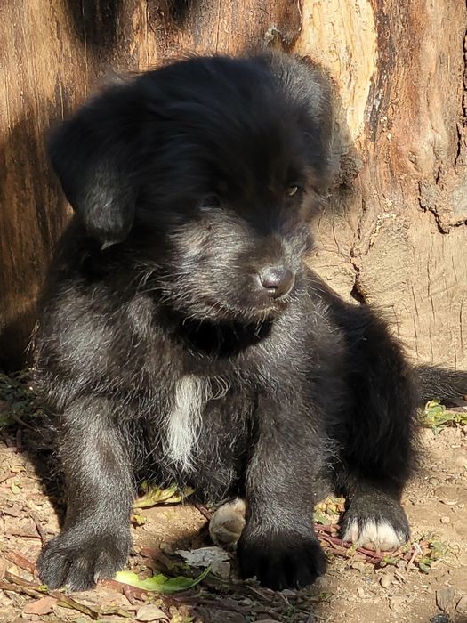 donez cățeluși în vârstă de 2 luni