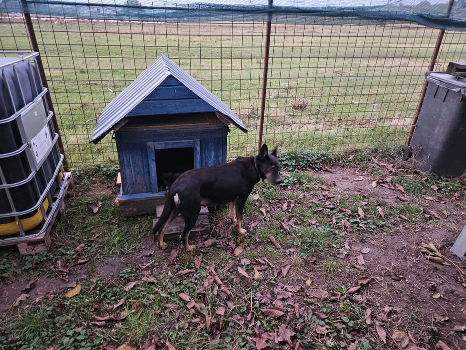 Căței Ciobanesc German