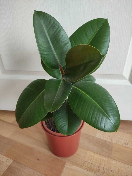 Фикус украсит ваш дом