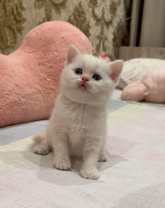 Скотиш страйт британская шиншилла мальчик 
Здоровый, активный 
Аппетит