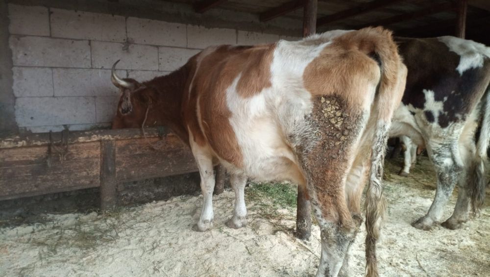 Vând vacă la alegere