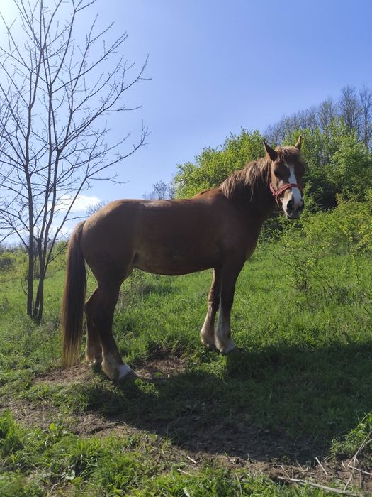 Vând mânză de 3 ani