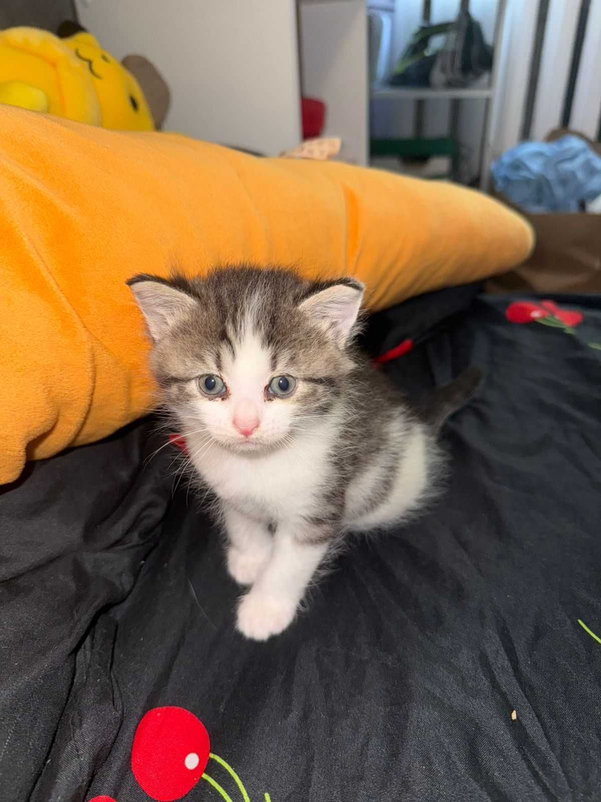 Домашние коты и котята!