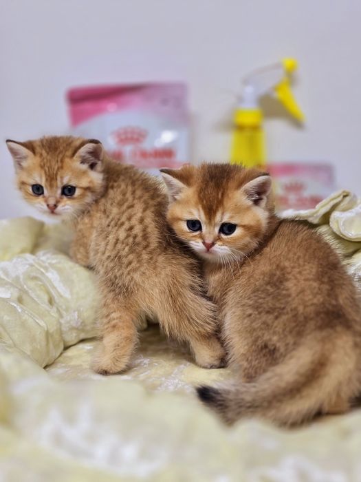 Кошечка и  котик  золотистые британские шиншиллы
