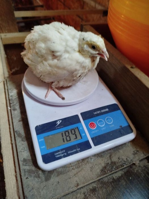 Bedana 1 kunlikdan 50 kunlikgacha zakas olamiz