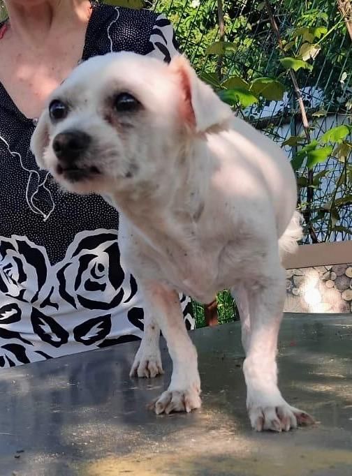 Metisi Bichon spre adoptie, gratuit