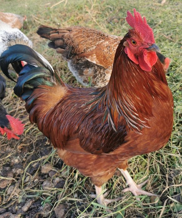 Vând s-au schimb cocoși rasă mare,cu găini. Crescuți liber și bio 100%