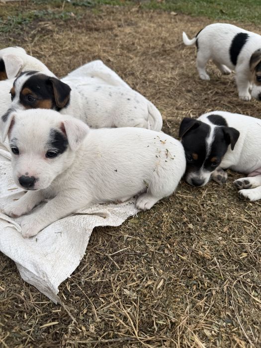 Джак Ръсел Териер