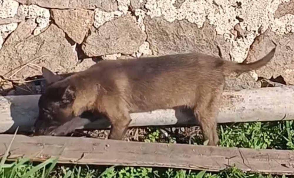 Женско кутре малиноа