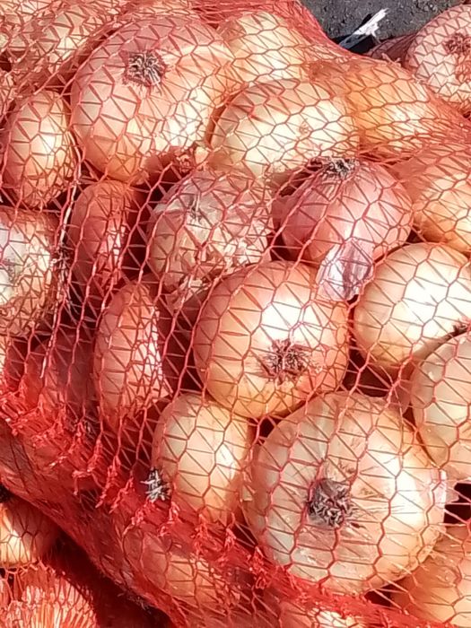 Ceapă de arpagic și ceapă roșie de calitate – direct de la producător!