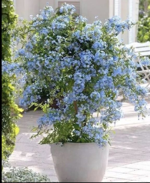 Iasomie albastra sau floarea dragostei