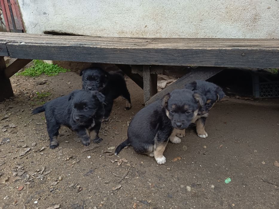 Donez acești îngerași