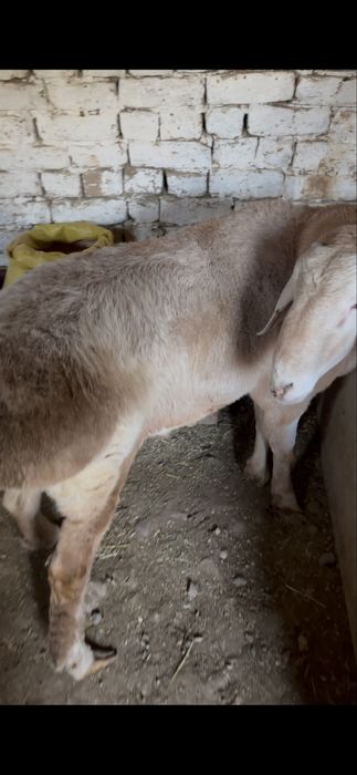 Qochqor toza arashan 12 oyli