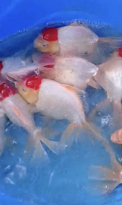 Carasi Oranda/Pesti de acvariu