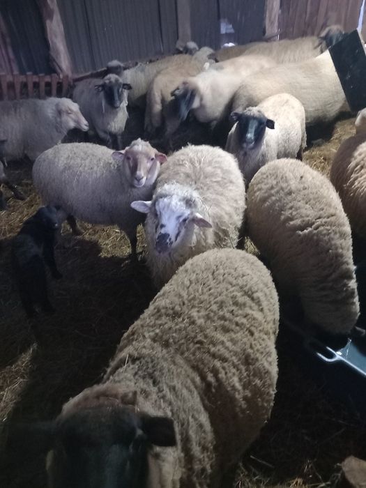 Vînd oi metiș sulfoc