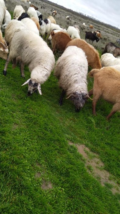 Vând oii bune sau schimb pe capre