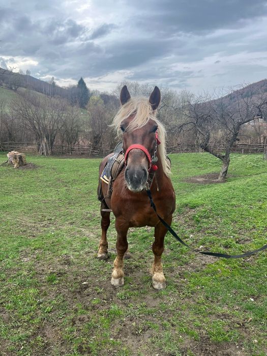 Armăsar de vânzare
