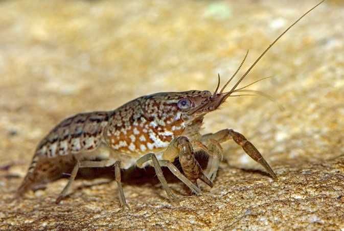 Rac marmorat de acvariu Procambarus fallax virginalis marbled crayfish
