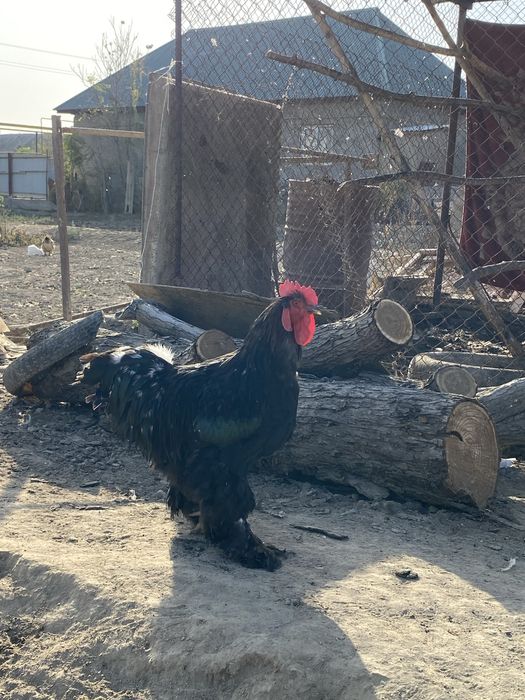 Курица брама парода гарантия