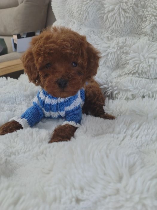 Mascul pudel talie mica