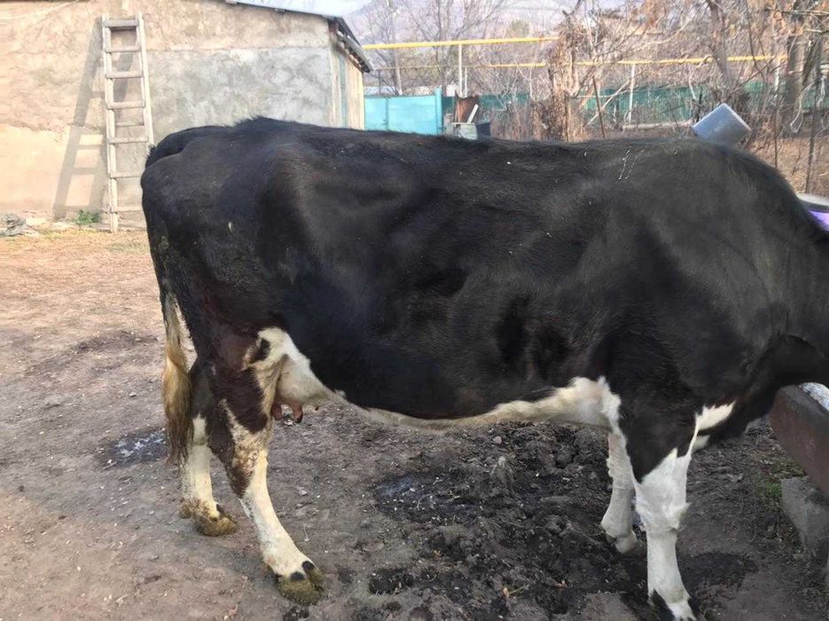 продам корову дойную черно-пестрая от швих породы