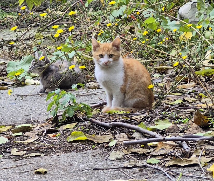 Se doneaza 5 pui de pisica adorabili care isi cauta stapan